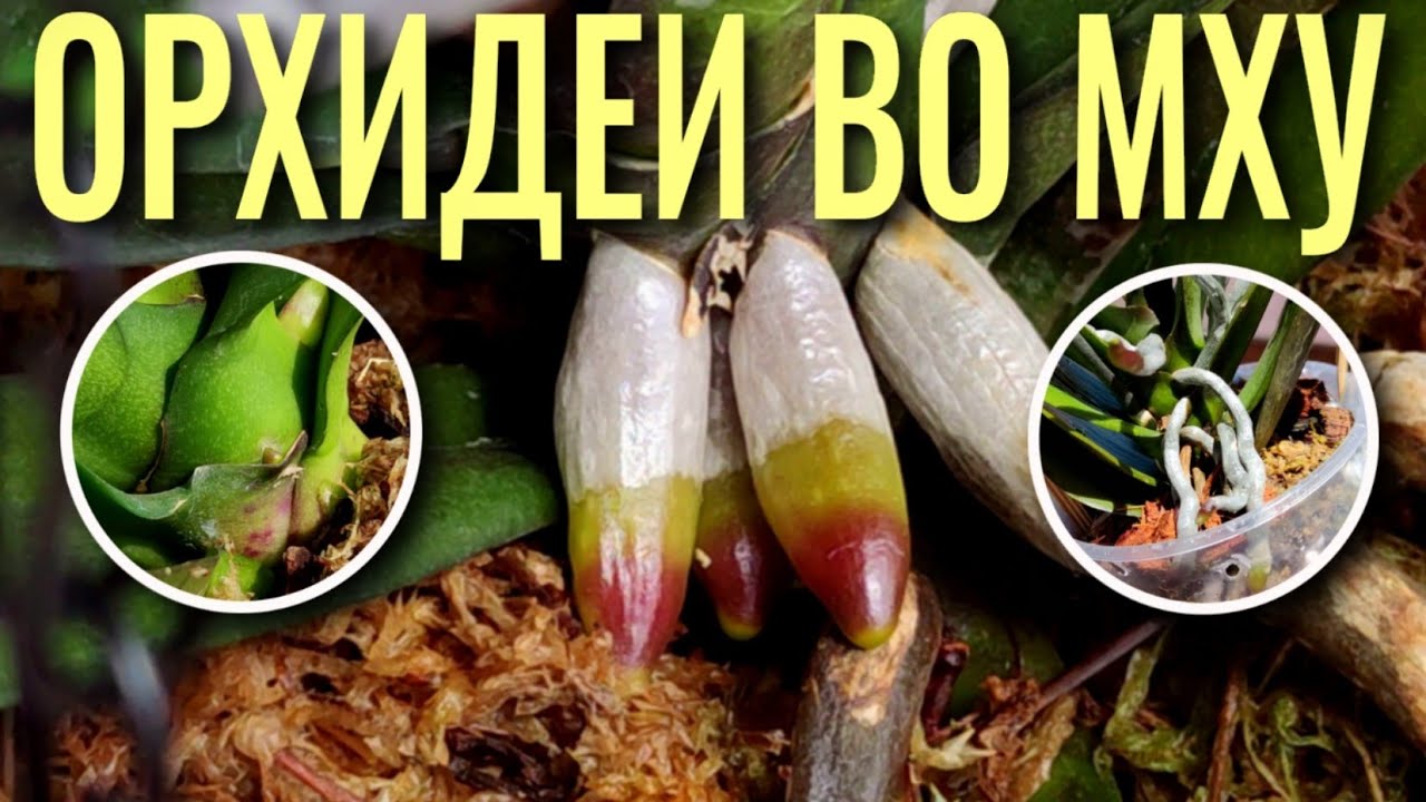❓КУПИЛИ ОРХИДЕЮ ВО МХУ - ЧТО ДАЛЬШЕ? ПОКАЗЫВАЮ  ⚡️РЕЗУЛЬТАТЫ. АДАПТАЦИЯ 100%, ЕСЛИ СДЕЛАТЬ ВСЕ ТАК!
