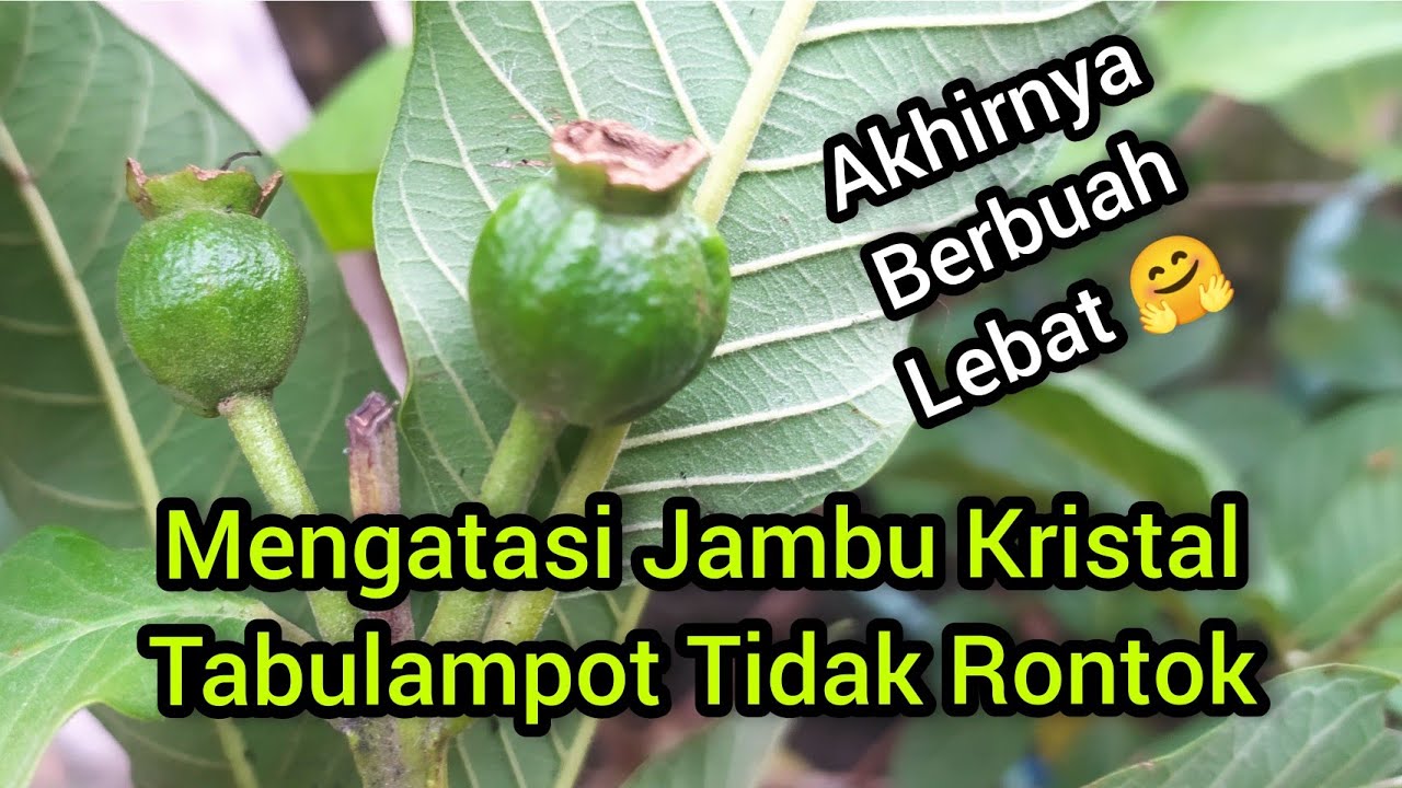 Agar Jambu Kristal Tidak Rontok