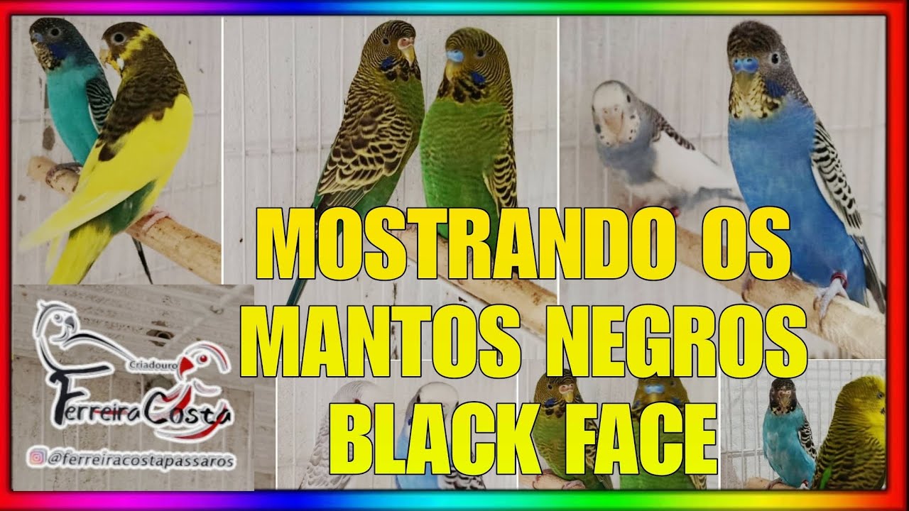 MOSTRANDO A CRIAÇÃO FERREIRA COSTA PASSAROS OFICIAL - MANTO NEGRO