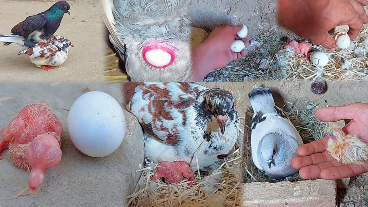 Pigeons babys hatched in 19 days😱