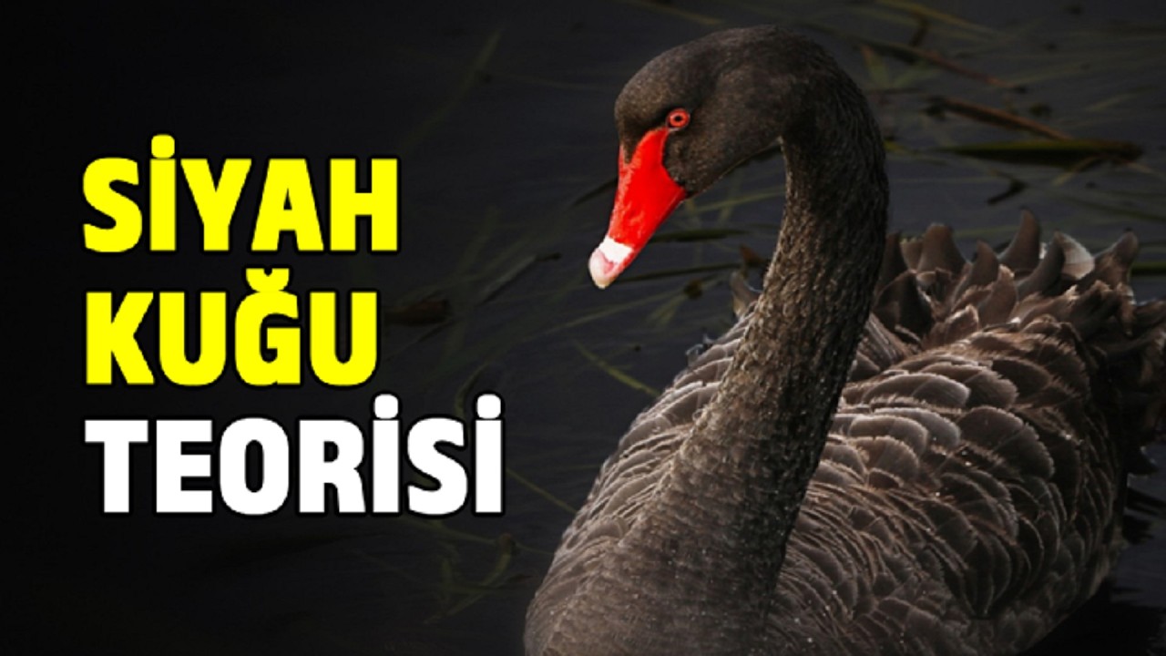 Siyah Kuğu Teorisi - Kaosun İçinde Düzeni Nasıl Bulursun?