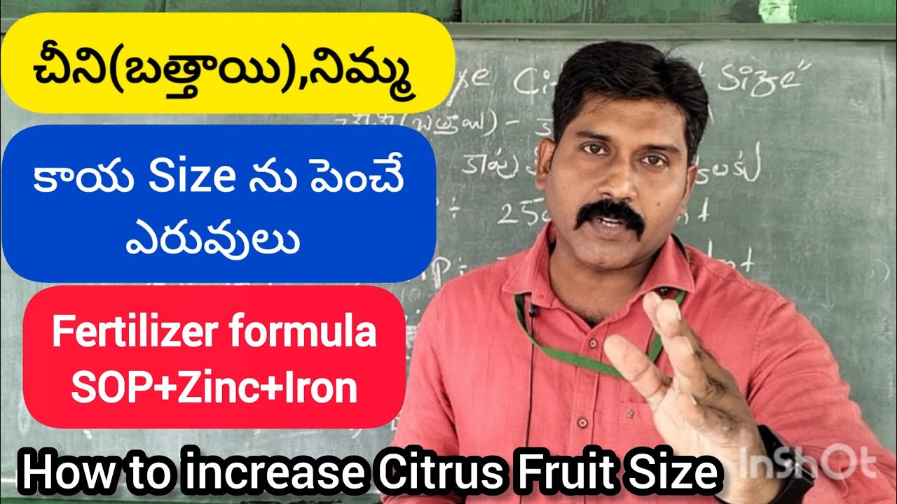 చీని(బత్తాయి), నిమ్మ -కాయ Size ను పెంచే ఎరువులు. How to Increase Citrus fruit Size. by Dr.RSS.