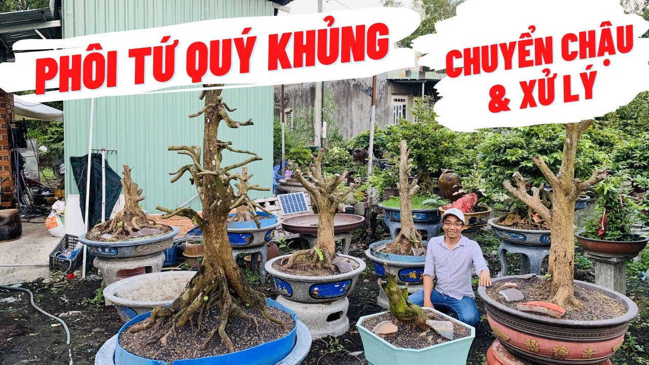 Chuyển chậu & Xử Lý: Nhiều Phôi Tứ Quý Khủng - AE xem chơi cho vui - Lê Việt Mai Vàng Bonsai