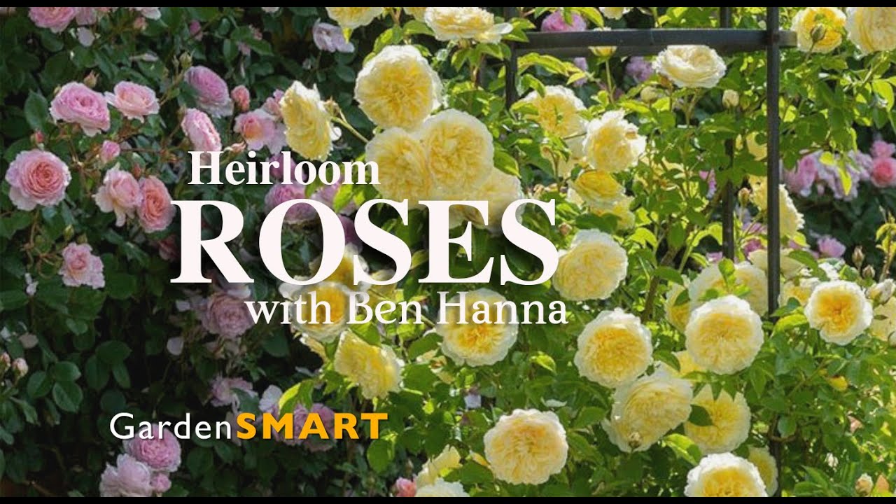 GardenSMART with Ben Hanna of Heirloom roses.com