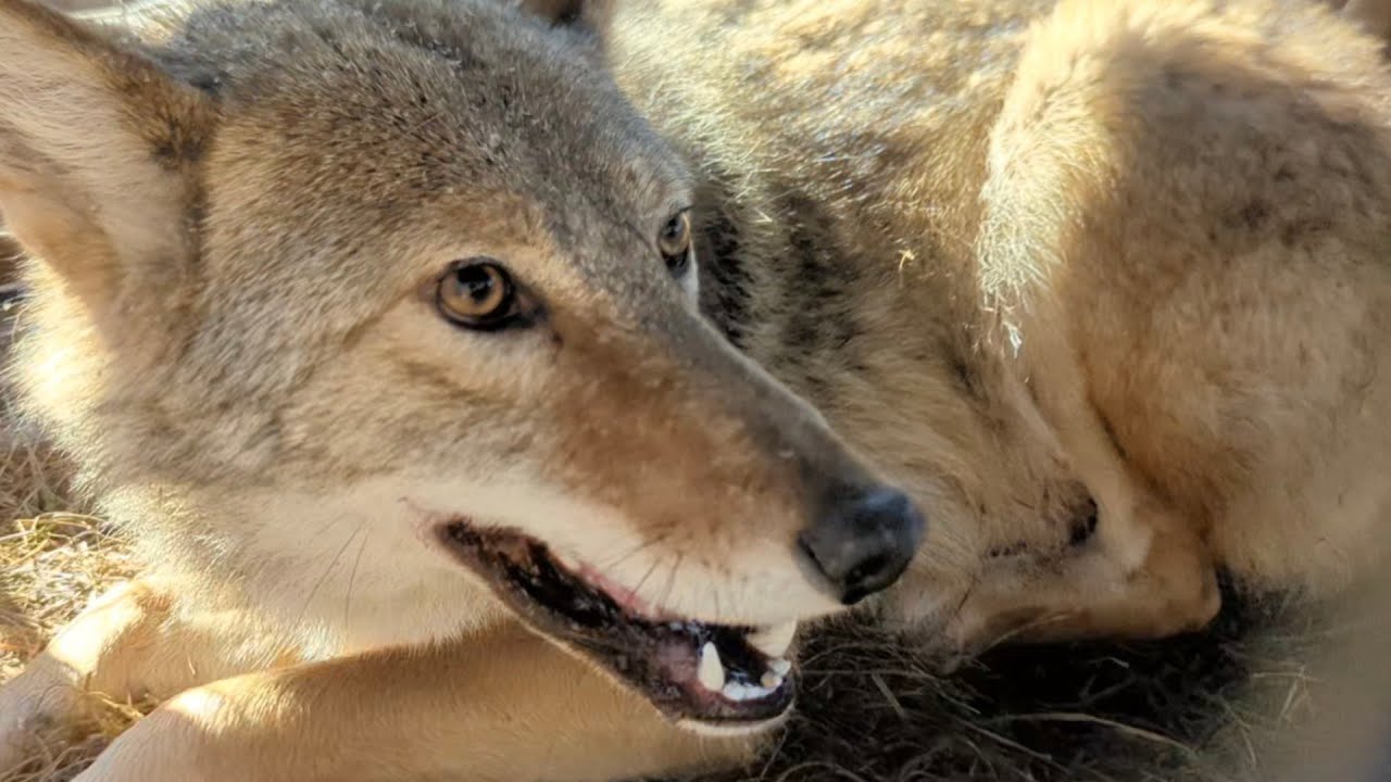 Coyote Snaring!! Tips & Tactics for Predator Control