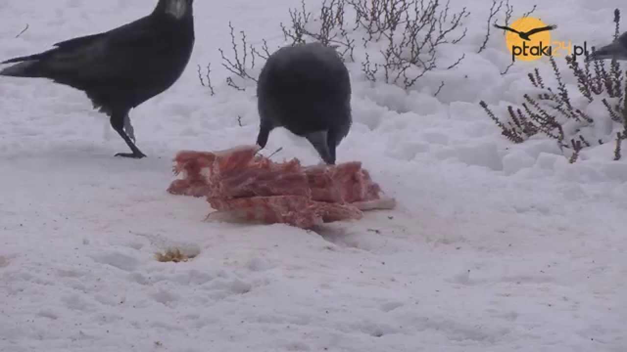 Ptaki polskie zimą - dokarmianie, cz.13 - Gawrony i kość /Polish birds in winter - feeding p.13/