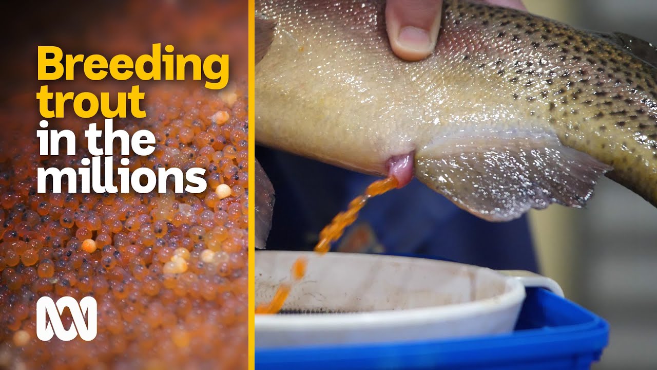 Breeding trout in the millions to be released into the wild | Amazing Australia | ABC Australia