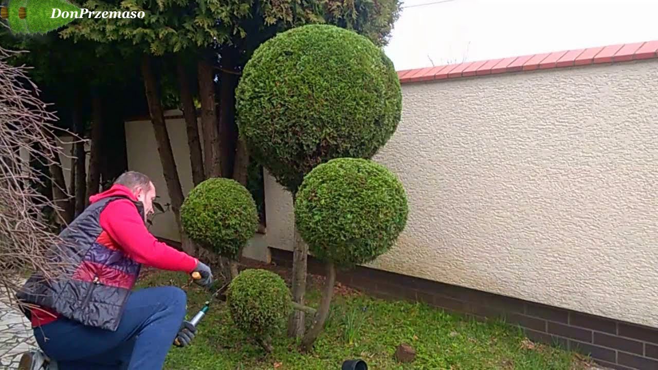Pruning Thuja occidentalis „Emerald Green”into balls.formowanie tui szmaragd w kule.