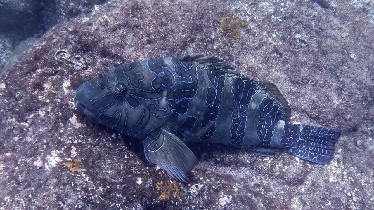 Snorkeling th Galapagos Islands