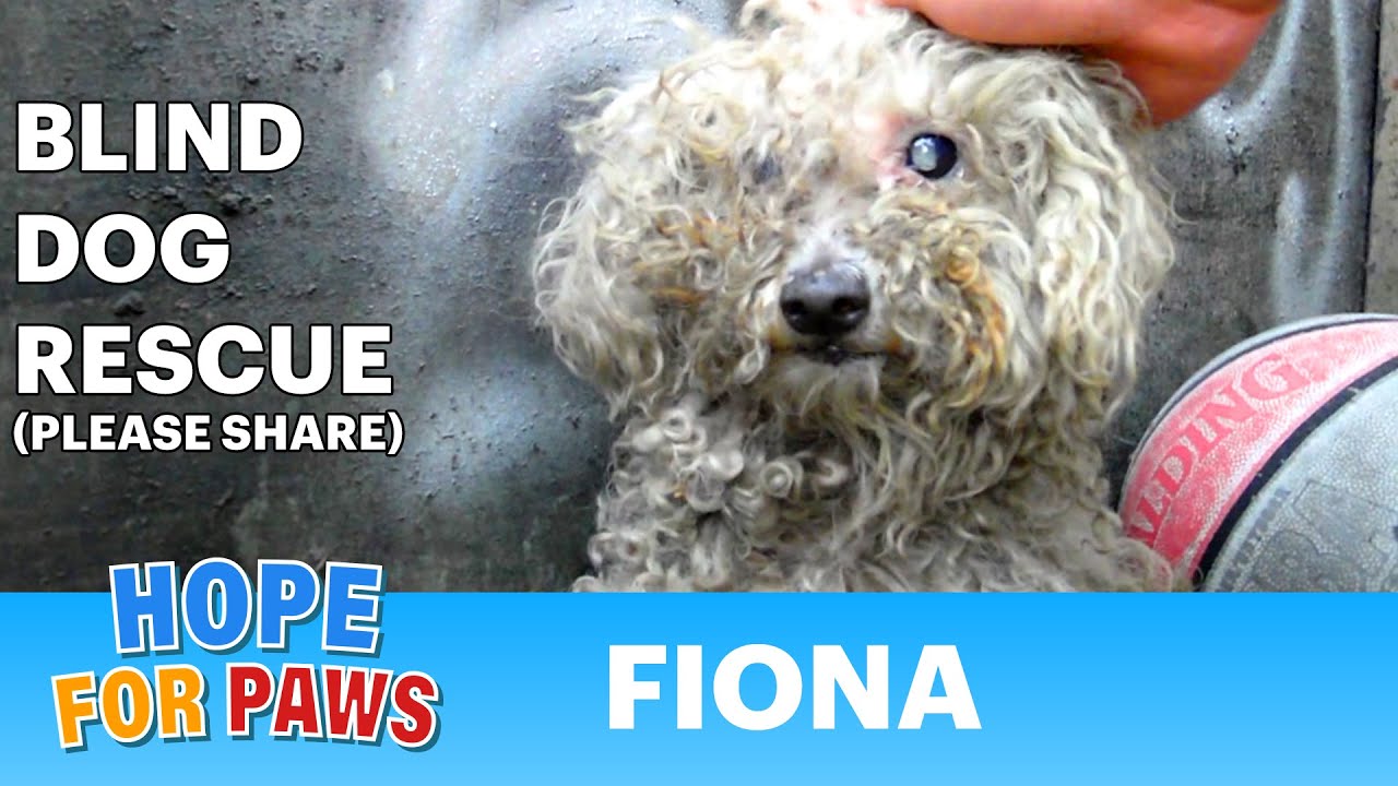Blind dog rescue: Fiona - Please SHARE on FB & Twitter and help us raise awareness.  Thanks! #dog