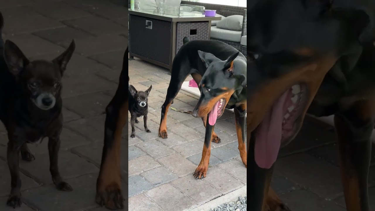 🐶 Chihuahua Does NOT Want To Play With Doberman 