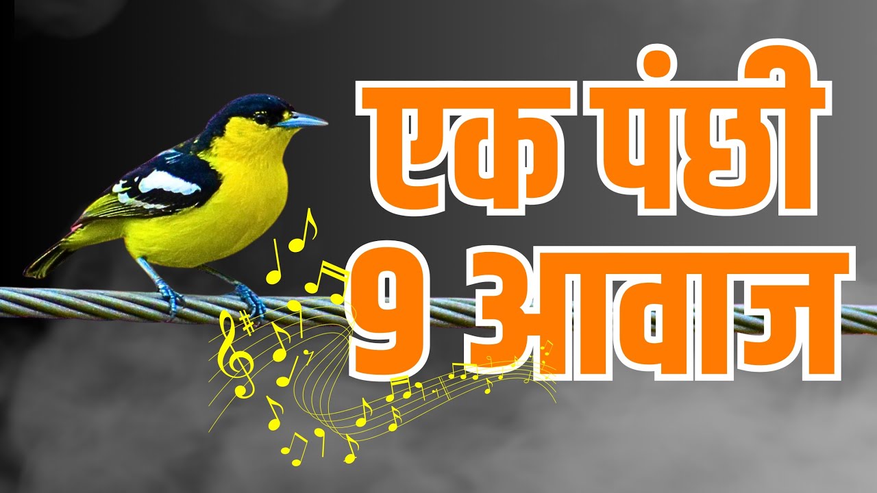 nine variety of calls of common iora |  Aegithina tiphia