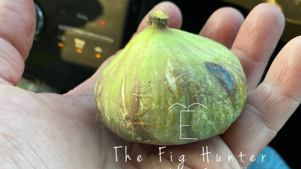 Fig Hunters - Amen’s Citron