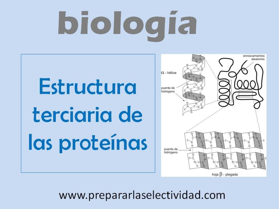 Estructura terciaria de las proteínas