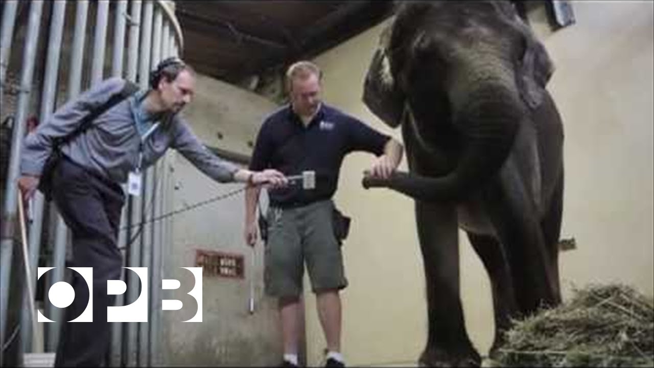 Interview with an Elephant