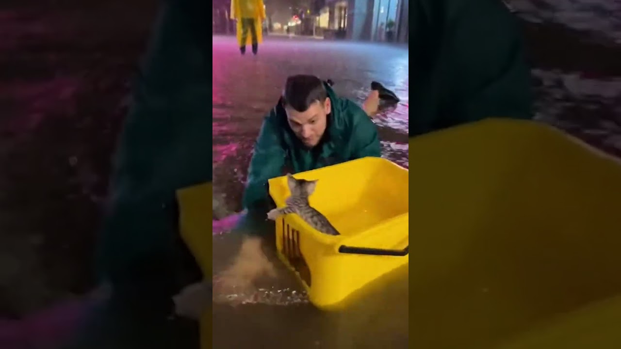 Kitten's Flood Rescue: A Hero's Compassionate Act #KittenRescue #FloodHero #Angel
