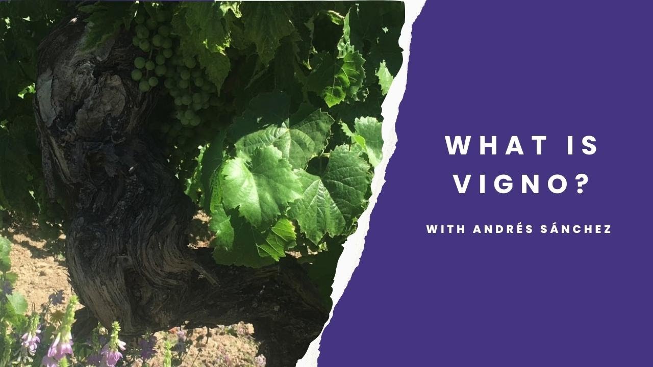 What is Vigno? Andr&eacute;s S&aacute;nchez describes Chile's first Carignan appellation in Maule