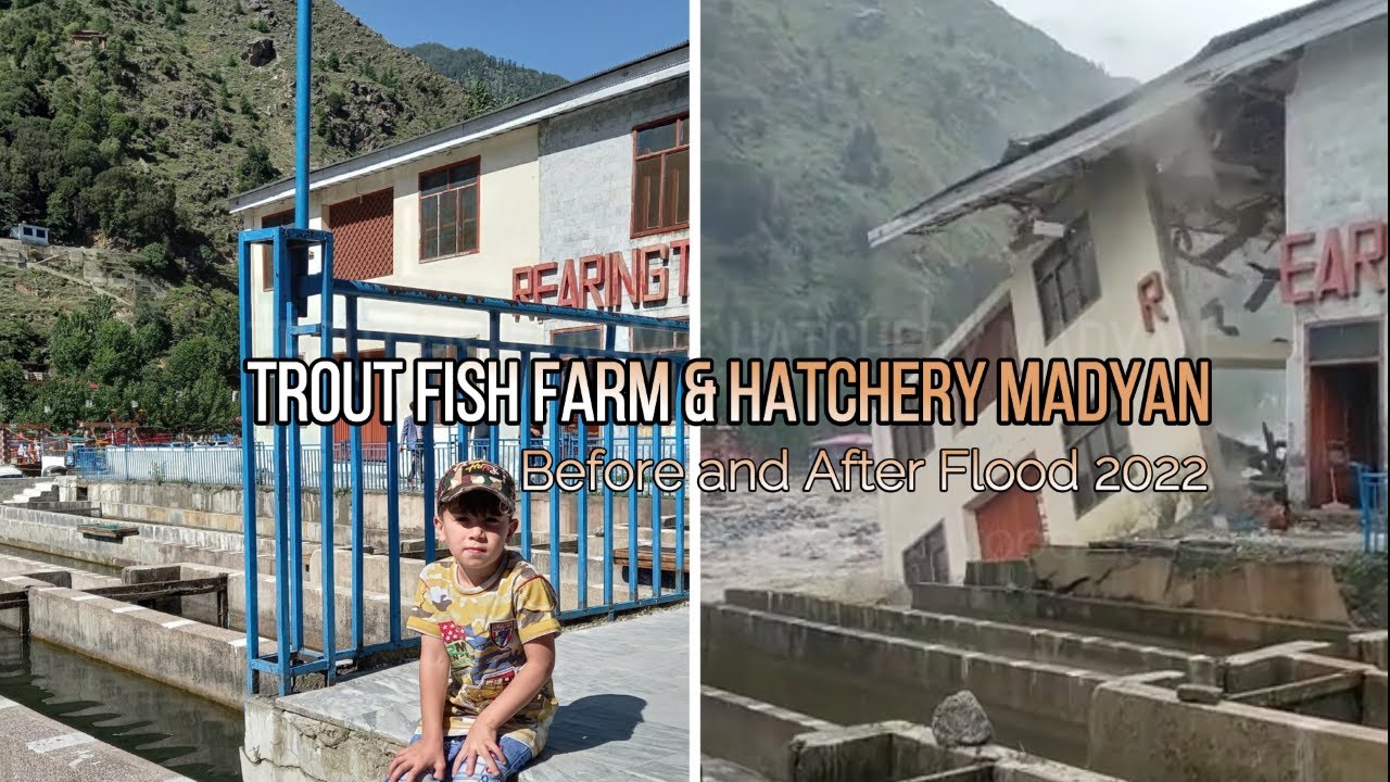 Trout Fish Farm and Hatchery Before and after Massive flood | Madyan Swat Flood #swatflood | Pak