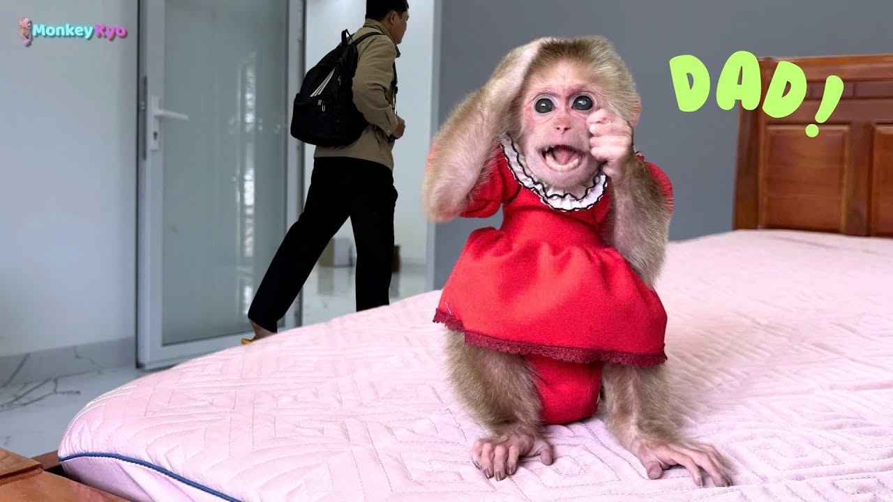 Baby monkey Kyo sulks at Dad after he comes home late from work!