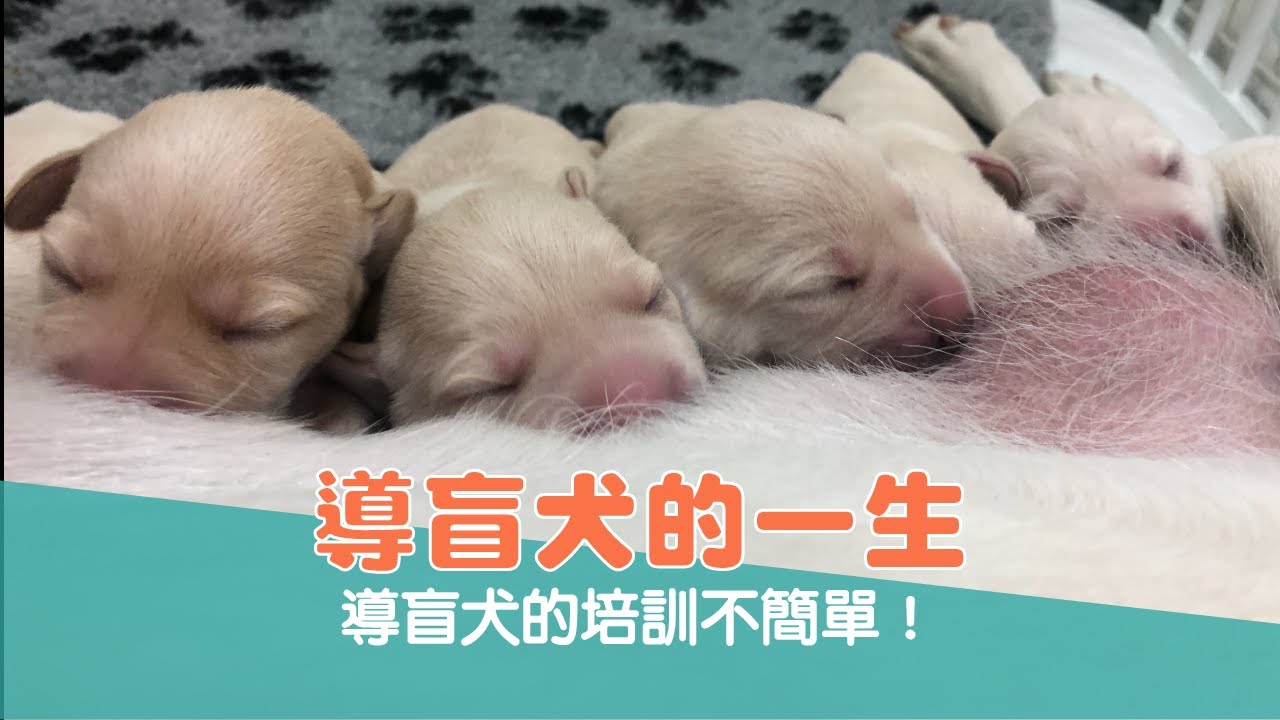 【惠光小學堂#13】導盲犬的一生 導盲犬的培訓不簡單！
