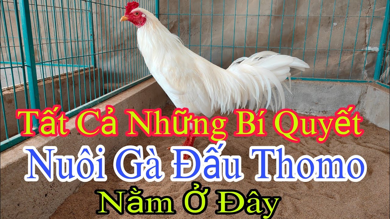 Thú Y Phương Luận| Bí Mật Nuôi Gà Của Các Cao Thủ Nuôi Gà Đấu Trường C1, Nằm Ở Đây