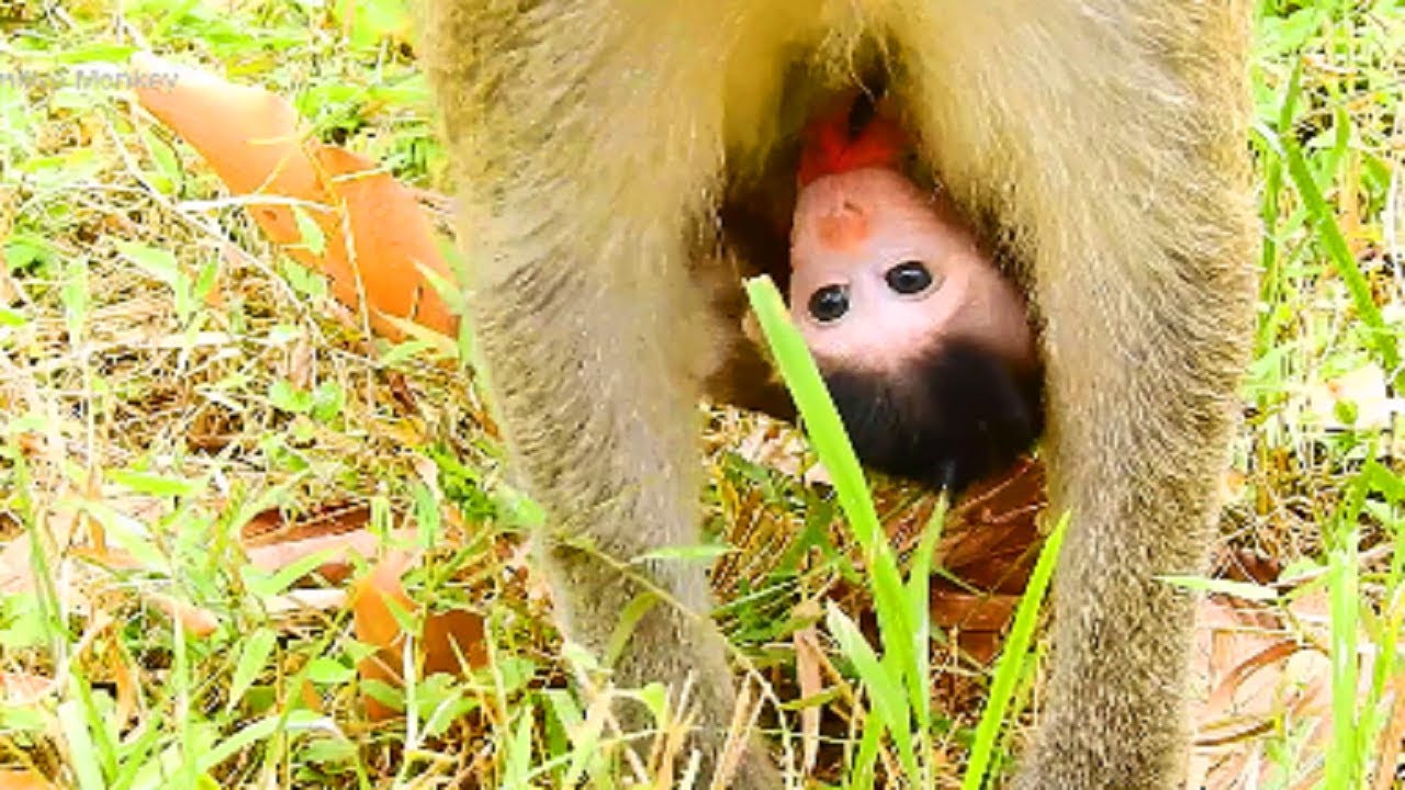 Ah What's This! Newborn Baby Monkey, Janet Is Very Baby Lovely Monkey!