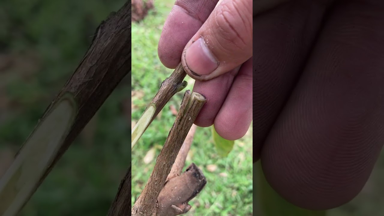 Guava grafting technique in wedge shape.