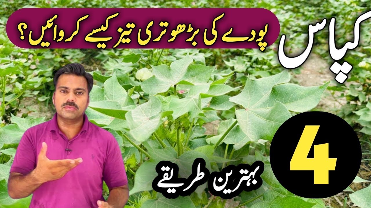 How to improve cotton plants growth | Abid Ali Agrarian