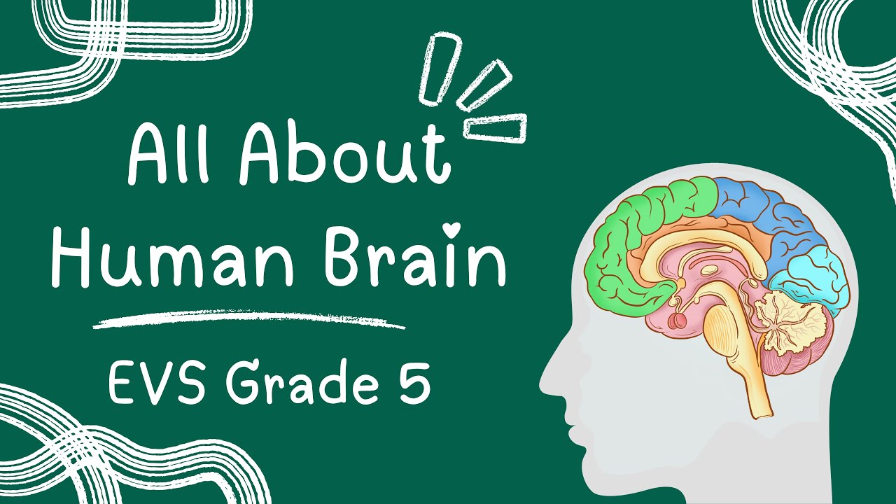 Nervous System – Brain | Parts & Functions of the Human Brain | EVS Grade 5