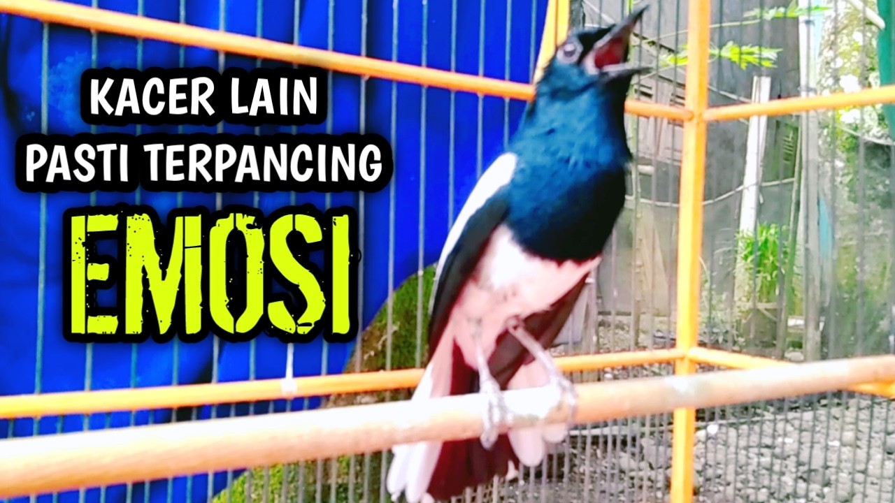 KACER LAIN PASTI TERPANCING EMOSINYA LANGSUNG NYAUT ON !! PANCINGAN KACER GACOR PASTI NYAUT AMPUH.
