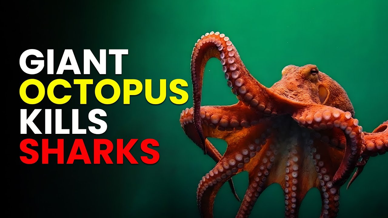 WHY THIS OCTOPUS TERRIFIES THE OCEAN AND RECOGNISES HUMAN FACES