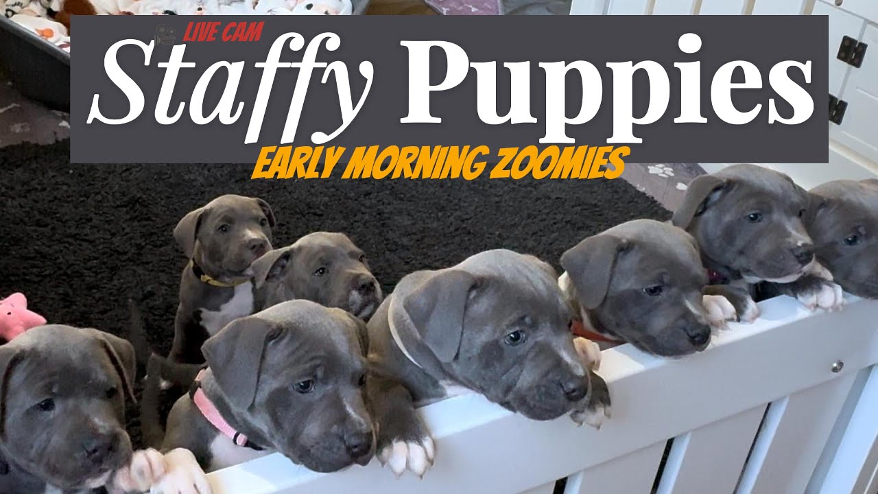 Morning Zoomies with Boo & Tommy’s Blue Staffy Puppies 🐾💙 | Live Cam