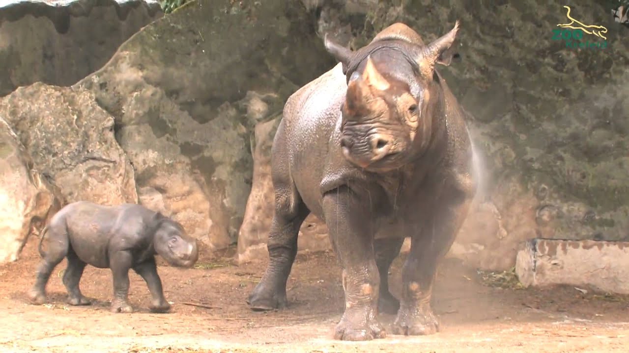 Nashornbaby im  Zoo Krefeld: Erste Dusche