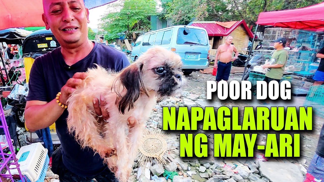 Napaglaruan sa may-ari kaya napunta sa tiangian ng mga hayop