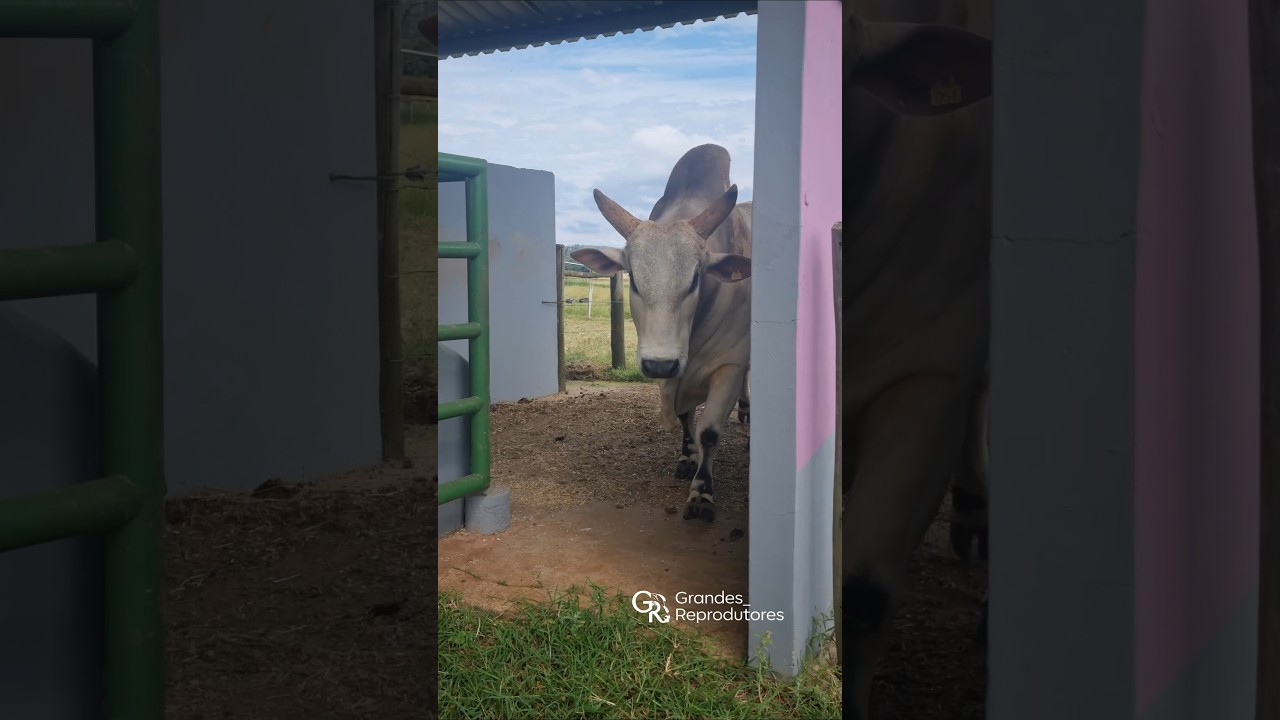 Nome: Chaplin HJ #marrucos #garrote #vacada #Zootecnia #zebuinos #ongole #nelore #nelorepo #fazenda