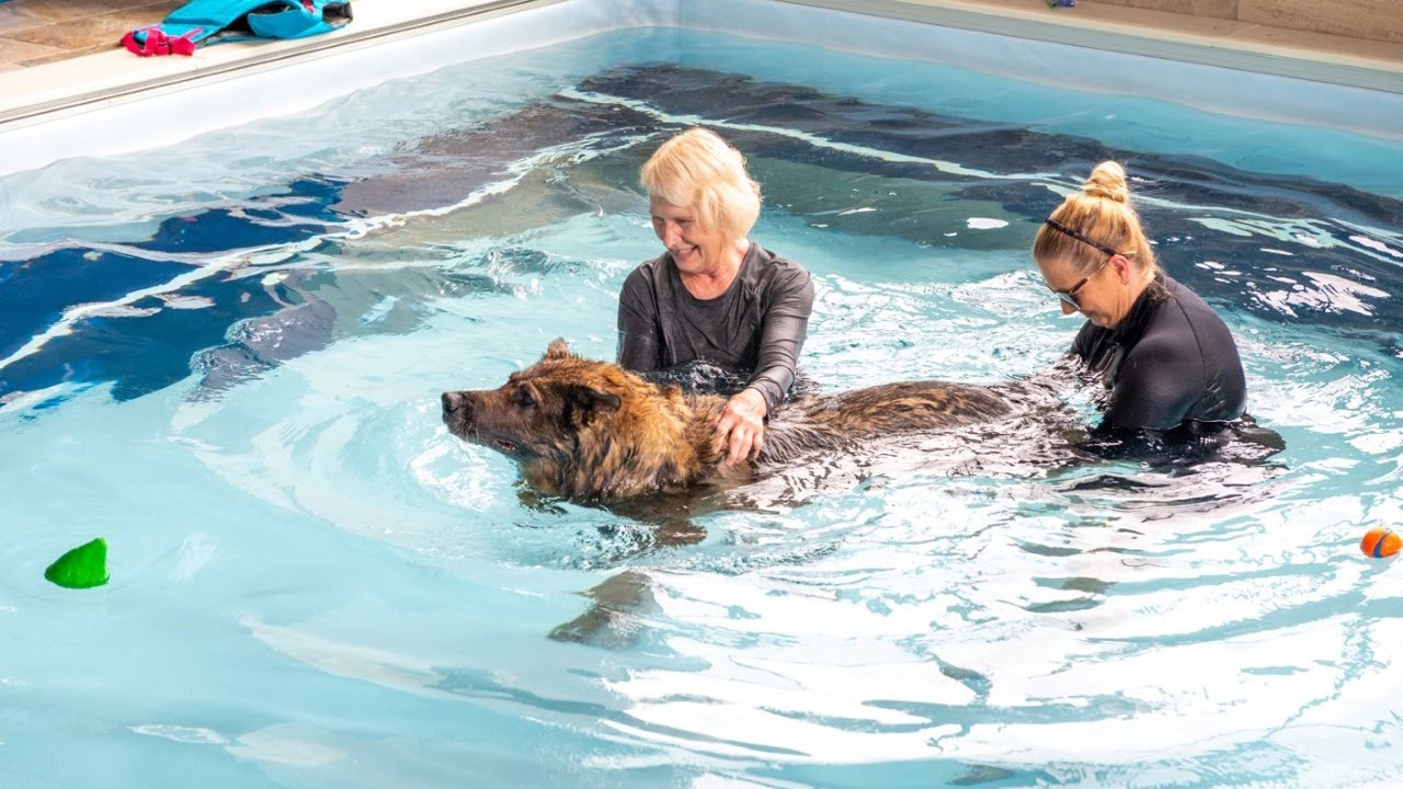 Boss' Story: Canine Hydrotherapy with Endless™ Pools
