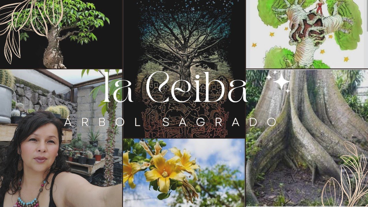 LA CEIBA ARBOL SAGRADO. En maceta ? Medicina e historia