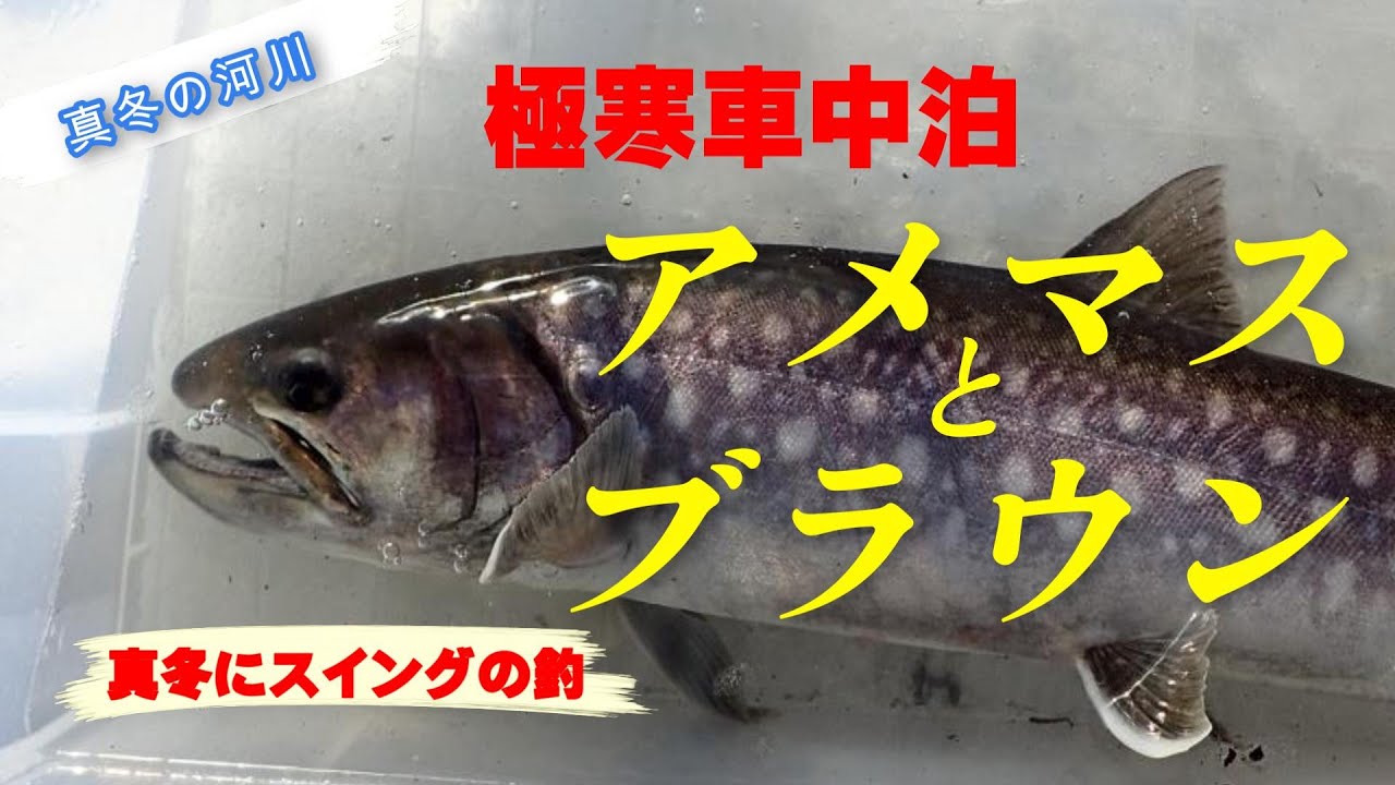 極寒の車中泊アメマスとブラウントラウト