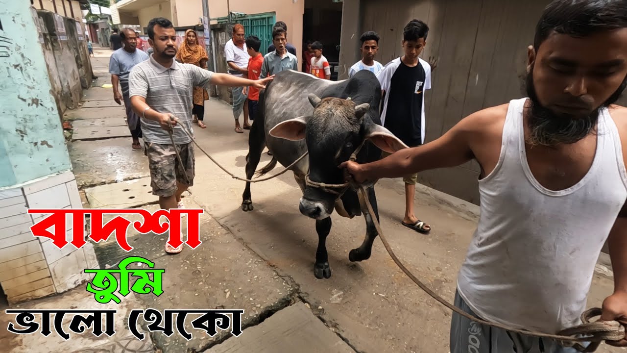 আমার গরু বাদশাকে আজ আল্লাহর নামে কোরবানী করে দিলাম | Qurbani cow | Cow Video | Pagla Goru | Qurbani