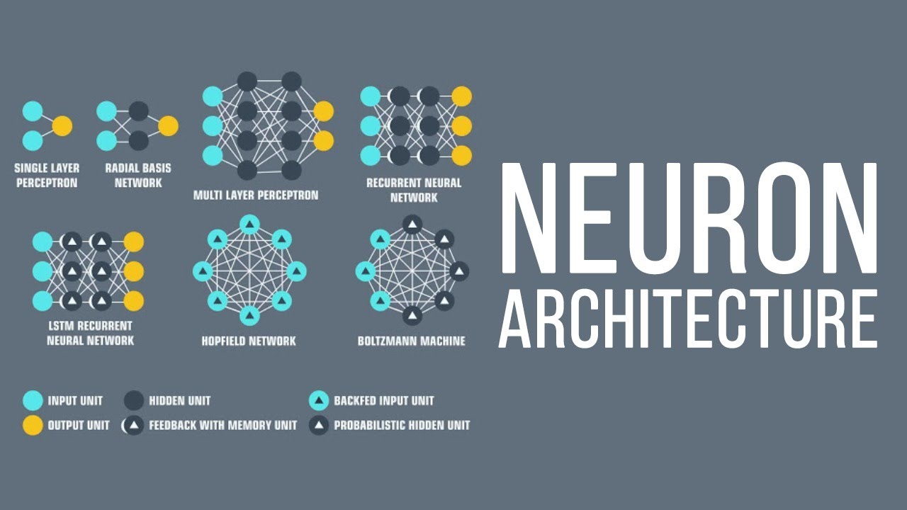 8  The Neuron