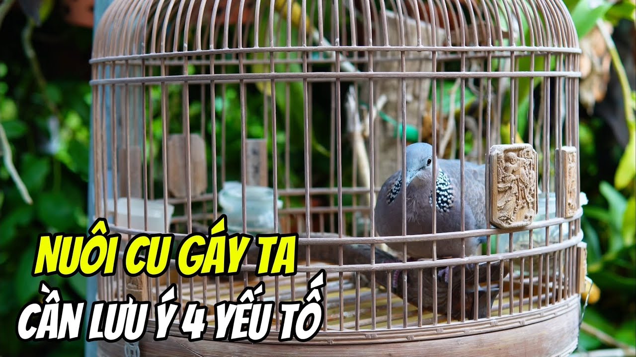 4 Yếu tố quan trọng khi nuôi Cu gáy ta