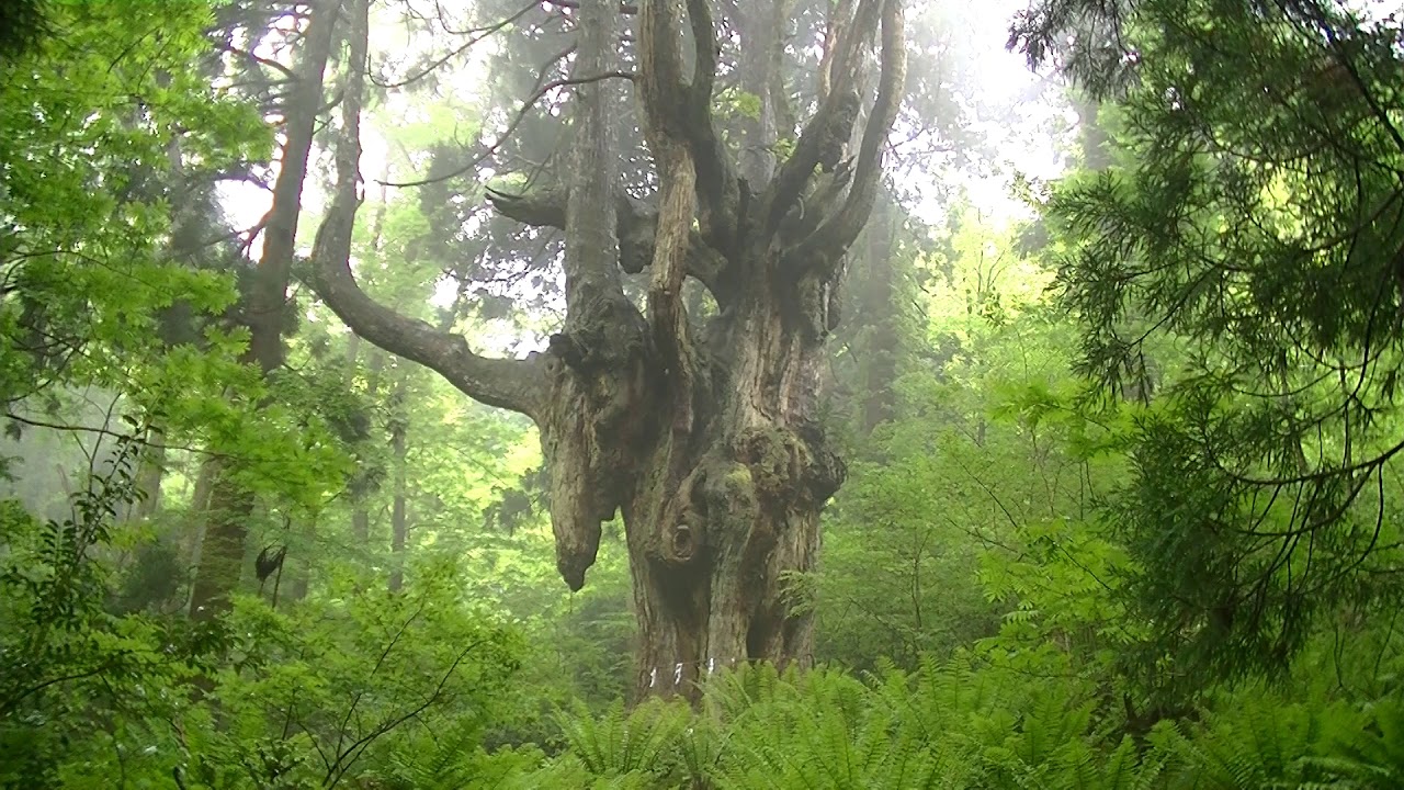 隠岐ユネスコ世界ジオパークの絶景・乳房杉