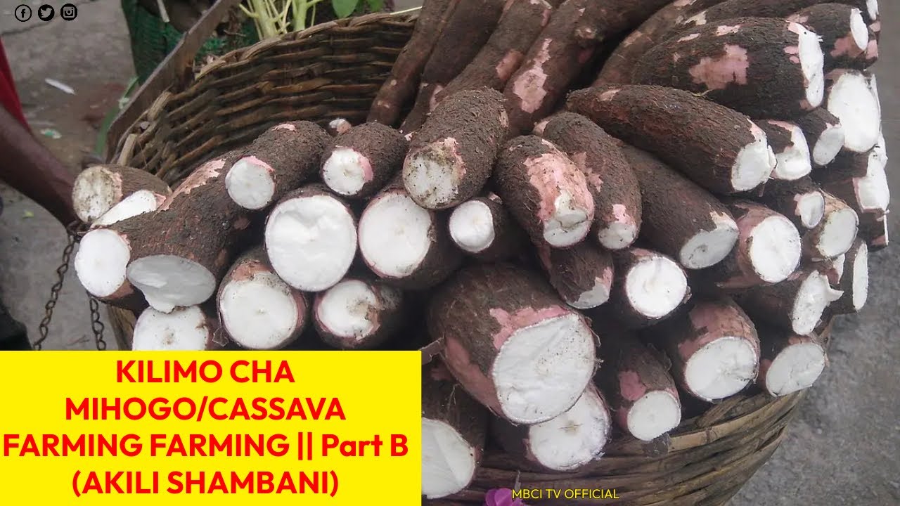 Kilimo cha Mihogo/Cassava Farming Part B || AKILI SHAMBANI