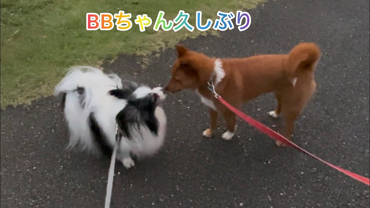 元気ママ👩とBBとそ〜🐶👍🐕✨