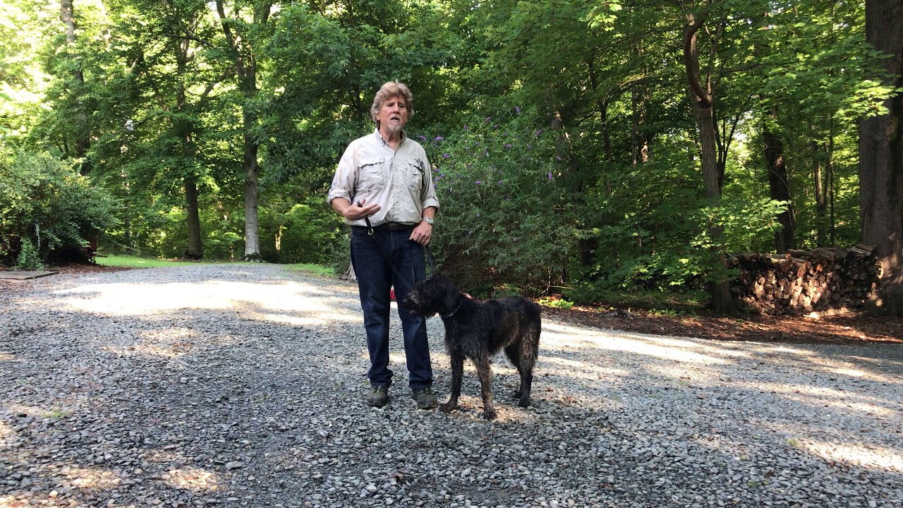 German WireHaired Pointer Puppy Training | Charlotte NC | Izzy