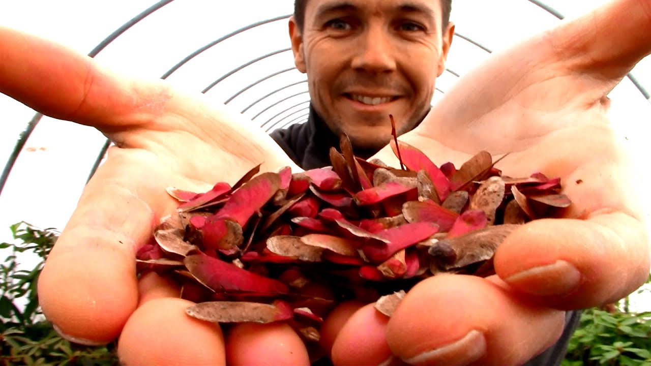 How to Germinate Japanese Maple Seeds | A New Experiment