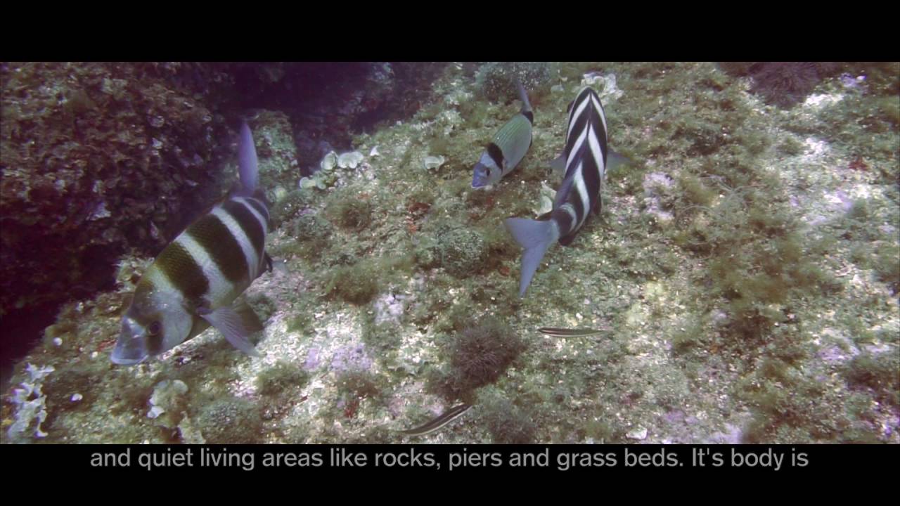 Mediterranean Wildlife Part 1