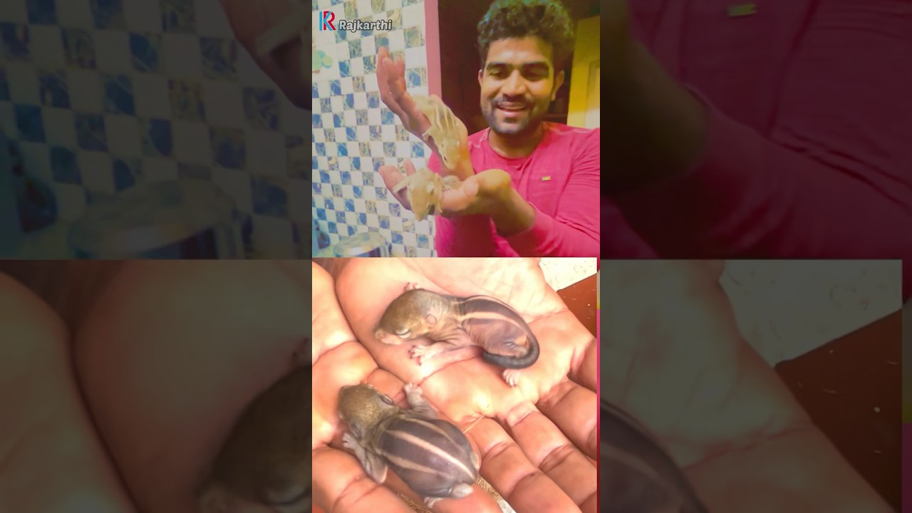 குட்டி அணில்🐿😍🐿எப்படி வளர்ந்துடானுங்க பாருங்கள🌴🌴#rajkarthi #comedy #funny #shorts #trending
