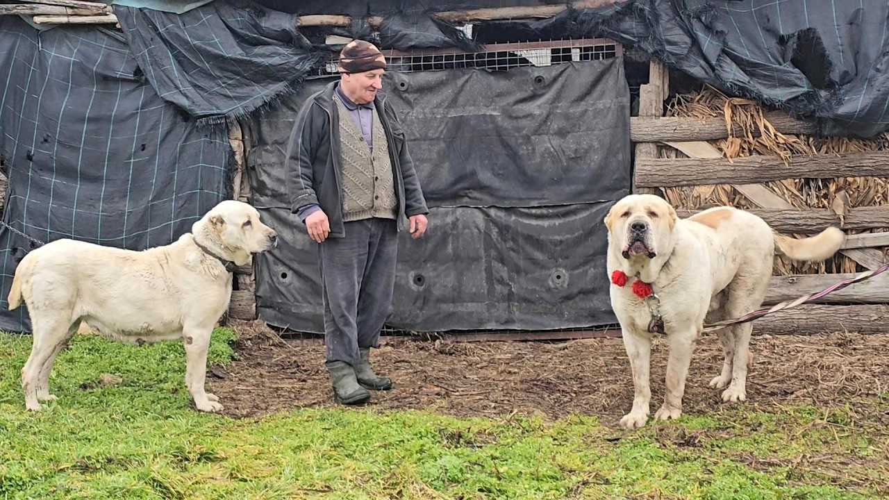 CIOBANESTII URIASI DE ASIA CENTRALA AI DOMNULUI TITI BANCIU DIN TOPOLOG.JUD. TULCEA.