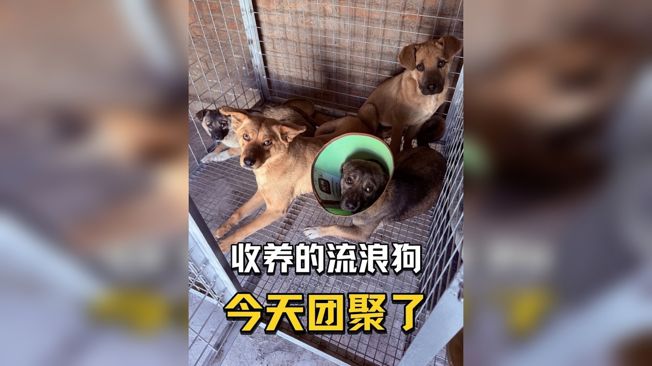 狗子们团聚了，更头疼的来了……你家有没有同款拆家狗狗？